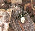 Misumena_vatia_F2192_Z_82_Les Gris_Frankrijk